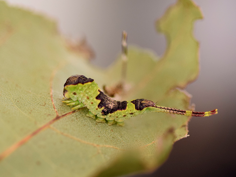 Larva, pupa e adulto di Furcula bifida - Notodontidae